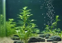 自制冰箱小鱼缸：打造居家生态小景